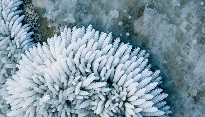 A large white flower with many branches and a blue background
