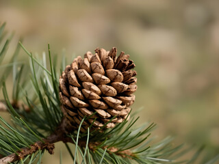 A pine cone is sitting on a branch