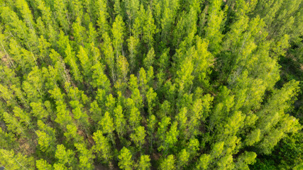aerial view of fog and dark green forest Rich natural ecosystem, rainforest, natural forest conservation concept.	
