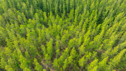 aerial view of fog and dark green forest Rich natural ecosystem, rainforest, natural forest conservation concept.	
