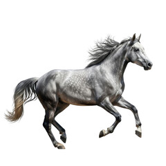 Obraz premium Gray horse in motion isolated on transparent background