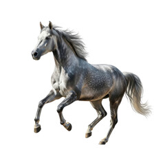 Obraz premium Galloping gray horse isolated on transparent background