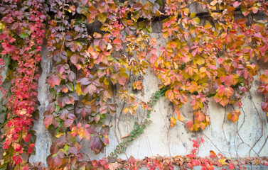 Autumn vine on the wall