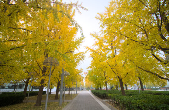 Beijing Olypic forest park in autumn