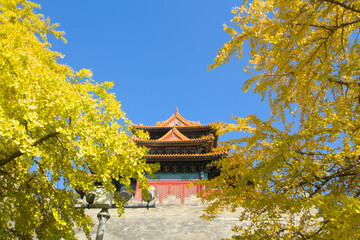 Yellow ginkgo tree around Forbidden city palace