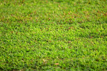green grass background, exterior design