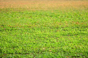 green grass background, exterior design