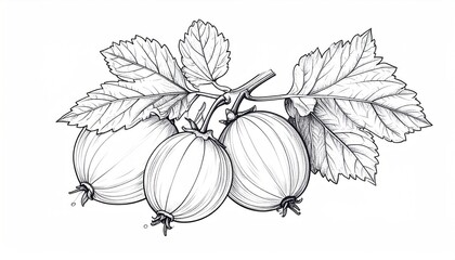 Detailed Gooseberry Illustration - A Botanical Study in Black and White.