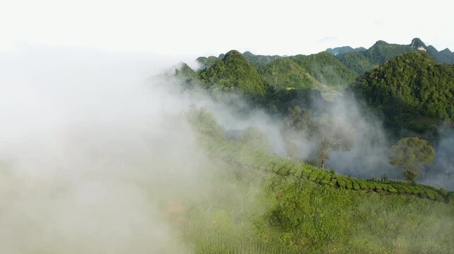 Moc Chau, Vietnam sunrise fog moving across green hills and farmland in early morning light, peaceful mountain nature and rural Asia landscape.