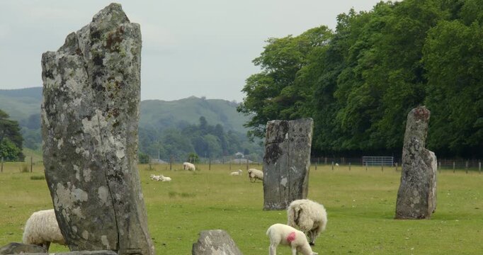 Mid Shot of the central and Northen Standing Stones of Nether Largie at Kilmartin with sheep in frame