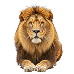 Fototapeta premium Majestic lion sitting regally isolated on transparent background