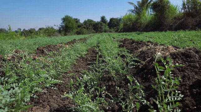  A wide shot of a field with young, green chickpea plants in dark, tilled soil rows under a clear blue sky. Lush vegetation frames the background, indicating an agricultural area.