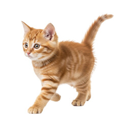 Curious kitten in motion isolated on transparent background