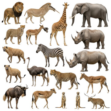 A collection of african wildlife isolated on transparent background