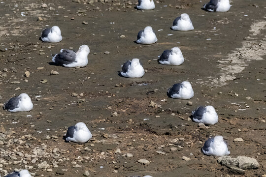 Seagulls resting on and at the Bolsa Chica Wetlands in Huntington Beach, California. 
