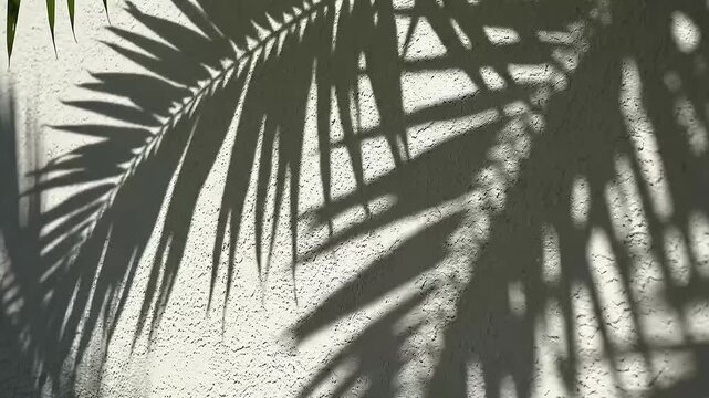 Palm leaf shadow on wall