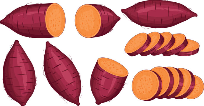 Fresh raw sweet potato set with whole tubers halved pieces and round slices isolated on white background for healthy food cooking design