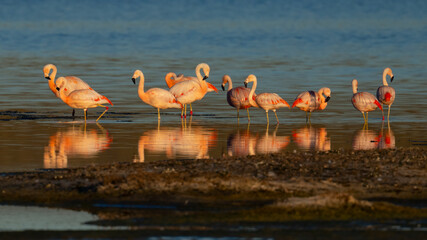 Group of Chilean Flamingos Wading in Shallow Water at Sunset in Patagonia © Leon Burda