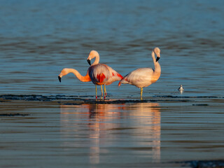 Chilean flamingos wading in shallow Patagonian wetland at sunset