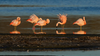 Group of Chilean flamingos wading in shallow Patagonian wetland at sunset © Leon Burda