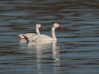 Two Coscoroba Swans Swimming Peacefully on a Patagonian Lake