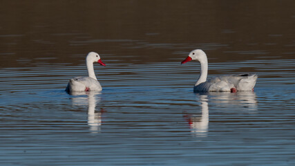 Pair of Coscoroba Swans Floating Peacefully on Calm Patagonian Lake