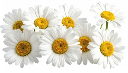 Close-up of several white daisies with yellow centers on white backdrop