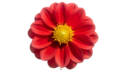 Vibrant red flower isolated on transparent background