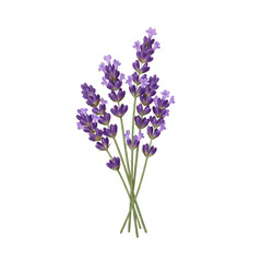 Obraz premium Bunch of lavender flowers on white background.