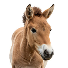 Fototapeta premium Przewalski's horse portrait isolated on transparent background