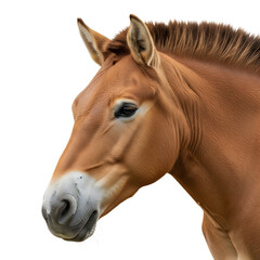Fototapeta premium Przewalski's horse head close up isolated on transparent background