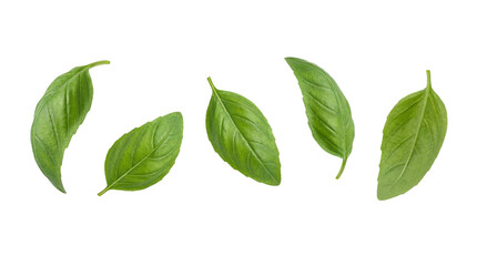 Fototapeta premium Five fresh vivid green basil leaves floating in isolation on transparent background