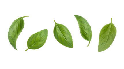 Five fresh vivid green basil leaves floating in isolation on transparent background