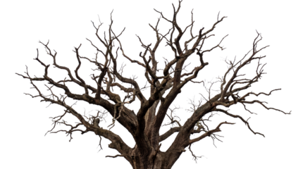 Gnarled, bare, deciduous tree trunk and branches isolated against a dark canvas on transparent background