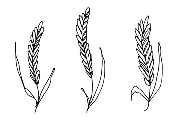 Set of hand drawn cereal wheat oat rye barley rice ears spikelet clipart Organic wheat bread agriculture farming harvest healthy food Single element for design print packaging label decor