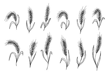 Set of hand drawn cereal wheat oat rye barley rice ears spikelet clipart Organic wheat bread agriculture farming harvest healthy food Single element for design print packaging label decor