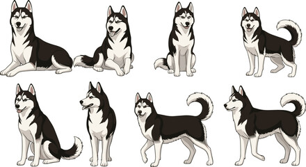 Siberian Husky dog vector set with various poses including sitting standing and lying down isolated on white background for domestic pet design. © MstBobita
