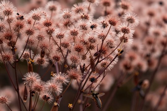 Primer plano de delicadas plantas con flores rosadas y marrones, con insectos revoloteando.