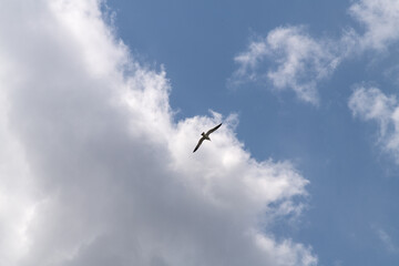 low angle view of a seagull flying against clouds and sky
