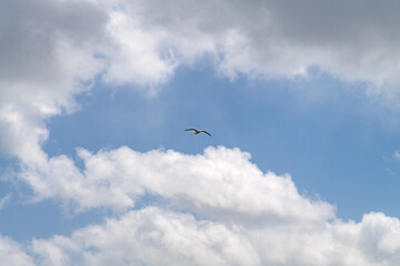 low angle view of a seagull flying against clouds and sky