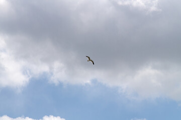 low angle view of a seagull flying against clouds and sky