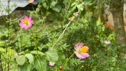 spring flowers in the grass