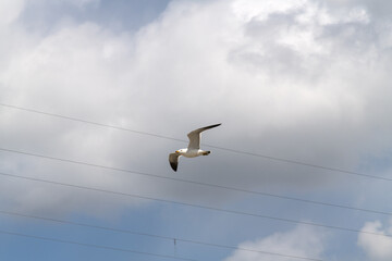 a flying seagull against cloudy sky