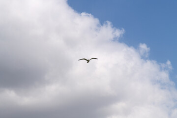 low angle view of a seagull flying against clouds and sky