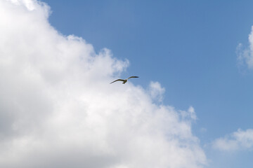 low angle view of a seagull flying against clouds and sky