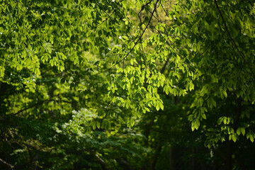 Fototapeta premium Korean beech Fagus multinervis of Fagaceae is a large tree reaching 20 meters with leaf veins. This is an authentic optical photography on location. Keywords