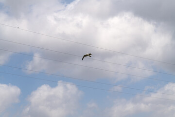 low angle view of a seagull flying against clouds and sky