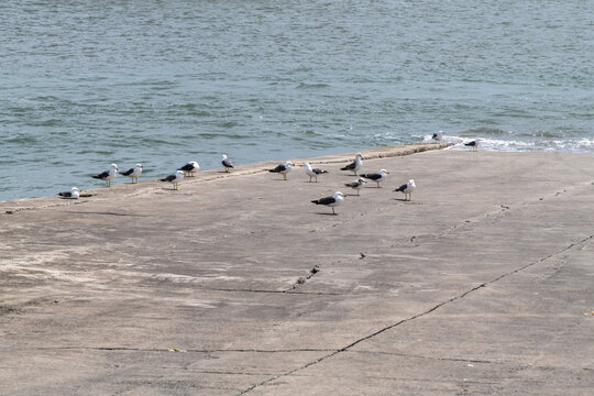 seagulls on a landing dock at the seaside