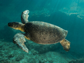 Adult green sea turtle in the Mediterranean