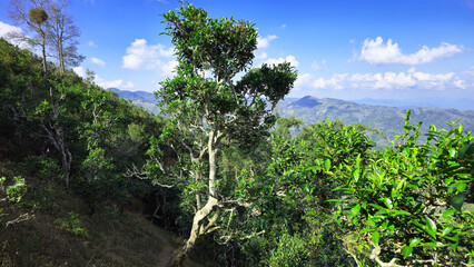 400 year old Tea plantation